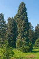 Chamaecyparis lawsoniana 'Triomph of Boskoop' - Lawson's Cypress