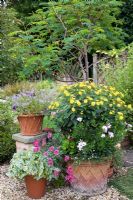 Group of pots in gravel garden, with tender perennials, Acacia, Isotama axillaris, Tradescantia sillamontana and Osteospermum - Pine House