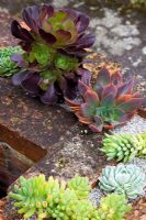 Collection of succulents planted in low wall including Echeveria and Aeonium - Pine House