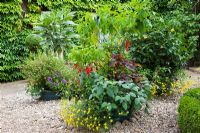 Pots of tender perennials and exotics in gravel courtyard including, Petunias, scented-leaf Pelargoniums, Bidens, Abutilon, Fuschia boliviana and Plectranthus - Pine House