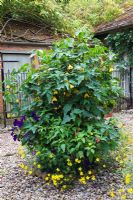 Pot with tender perennials in gravel courtyard including, Petunias,  Bidens and Abutilon - Pine House