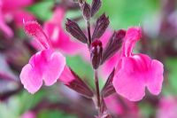 Salvia greggii 'Icing Sugar' - Autumn Sage
