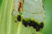 Lilioceris lilii - Lily beetle. Larvae and eggs on underside of partly eaten Lily leaf

