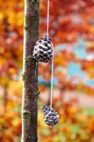 Pine cone stuffed with suet, nuts and seeds to feed garden birds