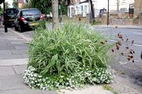 Variegated ornamental grass with Alyssum planted in a tree pit on the pavement of a residental street in Hackney, London, England, UK