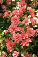 Rhododendron indicum balsaminiflorum