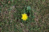 Taraxacum officinale - Dandelion flower in lawn