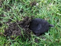 Talpa europaea - Mole burrowing into lawn side view