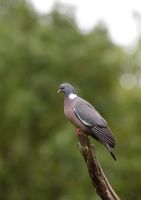 Columba palumbus - Wood Pigeon perching on branch