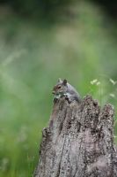 Sciurus carolinensis - Grey Squirrel looking over tree stump