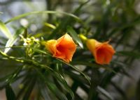 Thevetia peruviana - Yellow Oleander