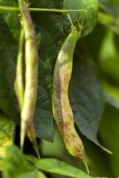Phaseolus vulgaris - Climbing French Bean 'Borlotto Lingua di Fuoco'