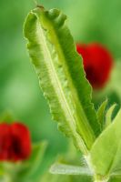 Lotus tetragonolobus - Asparagus pea, July
