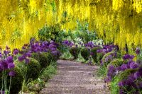 Laburnum tunnel underplanted with Alliums and topiary - The Dorothy Clive Garden

