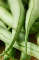 Phaseolus vulgaris 'Delinel' AGM - Dwarf French Bean 
