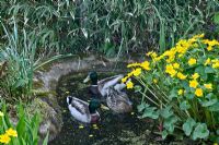 Ducks in small pond with Caltha Palustris - Marsh Marigold