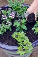 Planting up a summer container - step 1 - ensure all the plants are at the correct height allowing a gap for watering. Fill in around them with compost