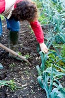 Gardener digging Allium porrum - Leeks in winter