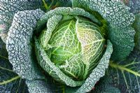 Frosted Brassica - Savoy Cabbage 'Tundra'
