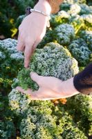 Gardener harvesting frosty Brassica oleracea - Curly Kale