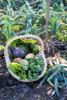Basket of harvested winter vegetables including Brassicas - Cabbages, Beta vulgaris - Chard and Cucurbita - Squash with Leeks in a frosty garden

