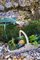 Basket of harvested winter vegetables including Brassicas - Cabbages and Kales, Beta vulgaris - Chard and Cucurbita - Squash with Leeks in a frosty garden 
