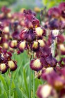 Iris 'Provencal' at RHS Gardens, Wisley