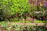 Malus - Apple 'Red Devil'. RHS Garden Rosemoor, Great Torrington, Devon, UK