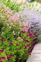 Border including Pelargonium 'Lord Bute', Diascia personata, Agapanthus and Nepeta - Catmint - RHS Garden Wiisley, Woking, Surrey, UK