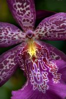 Beallara Marfitch orchid