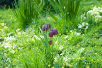 Fritillaria meleagris in Spring meadow with Celandines and Primula - The Old Rectory, Netherbury, Dorset NGS
