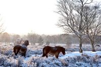 Exmoor ponies in Sutton Park, Sutton Coldfield, in frost