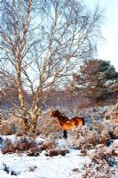 Exmoor ponies in Sutton Park, Sutton Coldfield, in frost