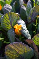 Brassica - Brussels Sprout 'Falstaff' and Tagetes - Marigold