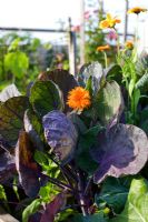 Brassica - Brussels Sprout 'Falstaff' and Tagetes - Marigold
