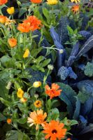Brassica oleracea 'Nero di Toscana'  and marigolds