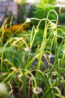 Allium - Garlic 