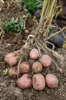 Harvesting potatoes 'Red Duke of York'