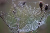 Autumn cobwebs
