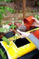 Planting Cucurbita - Courgette 'Astia F1' plant in grow bag -   knocking plant out of pot