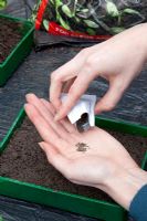 Sowing Lettuce -  taking seed from sealed packet