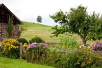 A typical German farmer's garden with wooden fence, Malus domestica - Apple tree and border of Aster, Buxus, Helenium, Helianthus annuus, Humulus lupulus and Rosa
