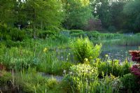 A large garden pond backed by trees with Centaurea montana 'Grandiflora', Darmera peltata, Iris ensata, Iris sibirica, Osmunda regalis and Taxodium distichum