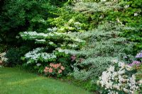 Cornus controversa 'Variegata', Rhododendron and Viburnum plicatum
