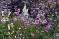 Dahlia 'Honka White', Antirrhinum, Cosmos, Cotinus coggygria 'Royal Purple', Gaura lindheimeri and Verbena bonariensis at Wehenstephan gardens, Germany