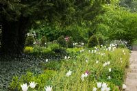 Tellima, Corylus avellana, Euphorbia amygdaloides 'Rubra', Hedera, Taxus baccata, Tellima grandiflora and Tulipa 'White Triumphator', yew cones in background