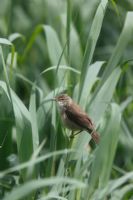 Acrocephalus scirpaceus - Reed Warbler perching amongst reeds