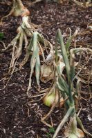 Allium cepa 'Stuttgarter' - Onion - maturing bulbs