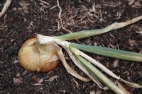 Allium cepa 'Stuttgarter' - Onion - maturing bulb