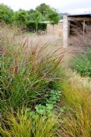Garden view with Panicum 'Rehbraun', Anemanthele lessoniana and Molinia 'Transparent' - Farrs, Dorset